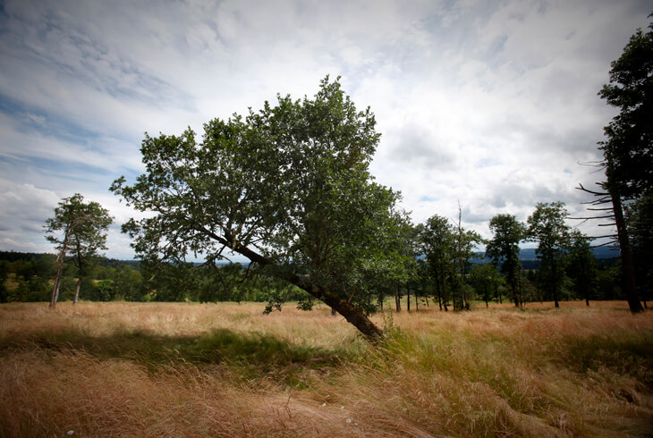 cooper mountain park - west hills homes nw